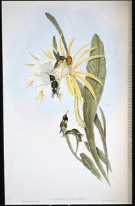Heliodors Waldstern