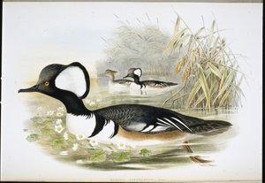 Kappensäger (Mergus Cucullatus)