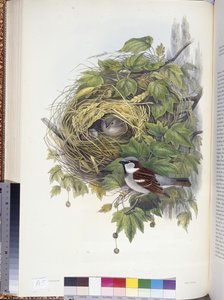 Haussperling (Passer domesticus)