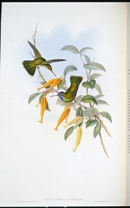 Humboldts Kolibri
