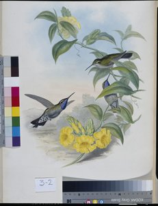 Kolibris (Delattria Clemenciae)