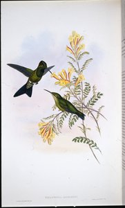 Jamesons Brillant von John (after) Gould