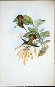 Lanzett-Hermelin von John (after) Gould
