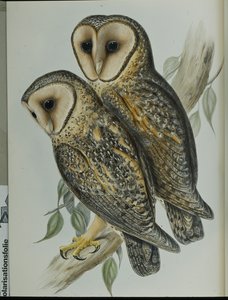 Maskierte Schleiereule von John (after) Gould