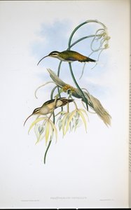 Mexikanischer Einsiedler (Phaethornis Cephalus)