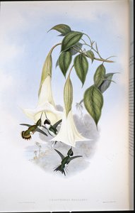 Mulsants Waldstern von John (after) Gould