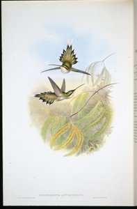 Blasser Einsiedler (Phaethornis Anthophilis)