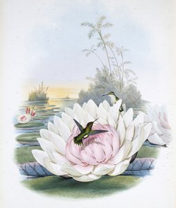 Poortmans Smaragd (chlorostilbon Poortmanni)