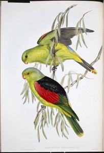 Rotflügel-Lori (Aprosmictus Erythropterus) von John (after) Gould