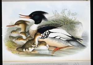 Mittelsäger (handkolorierte Lithografie) von John (after) Gould