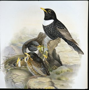 Ringdrossel von John (after) Gould