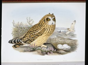 Sumpfohreule (Brachyotus Palustris)