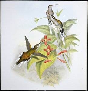 Salles Einsiedler (Phaethornis Augusti)