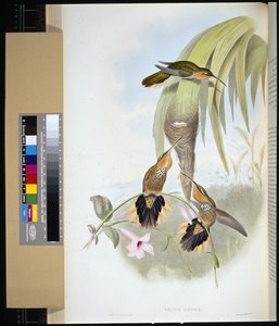 Sägeschnabel (handkolorierte Lithografie)
