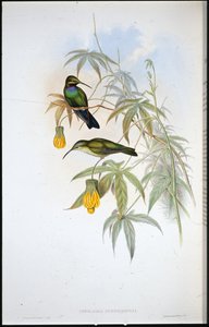 Schreibers Kolibri
