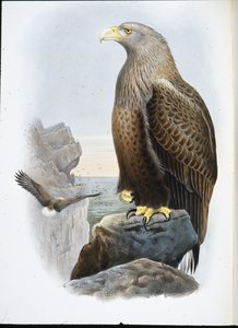 Seeadler (Haliaetus Albicilla)