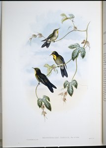 Simons Dornschwanz (Ramphomicron Dorsale) von John (after) Gould