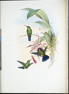 Sophias Erythronote