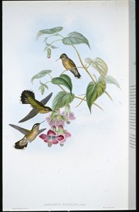 Gefleckter Adelomyia (Adelomyia Maculata)