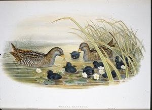 Tüpfelsumpfhuhn (Porzana Maruetta)