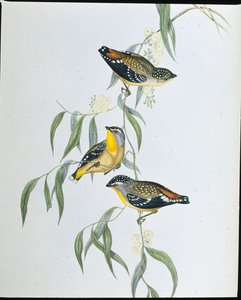 Fleckenpardalote