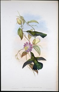 St. Thomas Mango (Lampornis Virginalis) von John (after) Gould