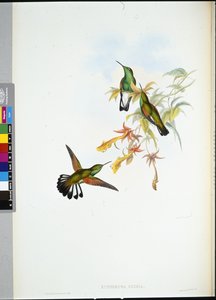 Streifenschwanz-Kolibri (Eupherusa Eximia)