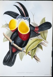 Schwefel- & Weißbrust-Tukan (Ramphastos Vitellinus) von John (after) Gould
