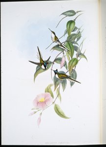 Sonnenjuwel (Heliactin Cornuta)