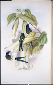 Schwalbenschwanz (Eupetomena Hirundinacea)