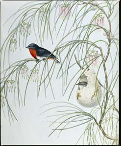 Schwalben-Dicaeum von John (after) Gould