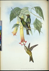 Schwertschnabel (Docimastes Ensiferus) von John (after) Gould
