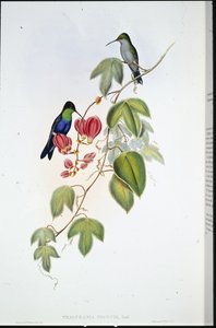 Tschudis Panoplites von John (after) Gould