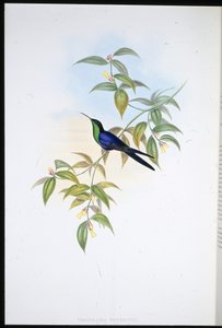 Watertons Waldnymphe (Thalurania Watertoni) von John (after) Gould