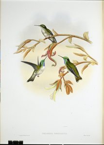 Weißbauch-Kasik-Kolibri (Coeligena Hemileuca) von John (after) Gould