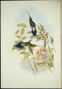 Yarquianischer Einsiedler (Phaethornis Yarugui)