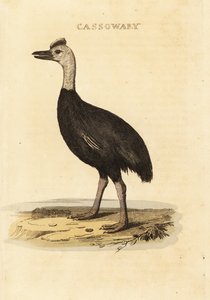 Südlicher Kasuar, Casuarius casuarius