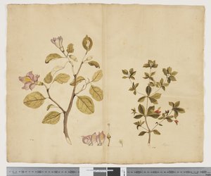 Lagunaria Patersonia; Alyxia gynopogon