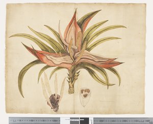 F.1 Freycinetia baueriana, ca. 1790-95
