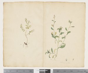 F.25 Euphorbia sparrmannii; Lobelia alata, ca. 1790-95