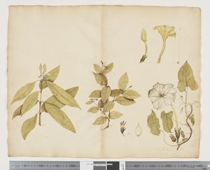 Wickstroemia Australis; Ipomea