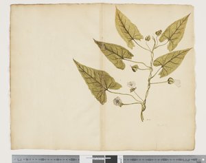 Calystegia affinis