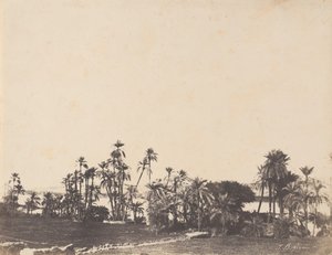 Studie von Palmen, Ufer des Nils, Kalabschi von John Beasley Greene