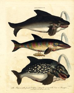 Delfinarten - Schweinswale und Orca von John Chapman