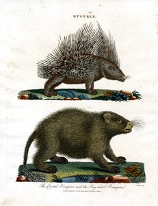 Hystrix (Stachelschweine) von John Chapman