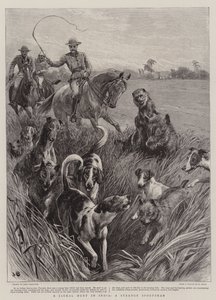 Eine Schakaljagd in Indien, ein seltsamer Sportsmann