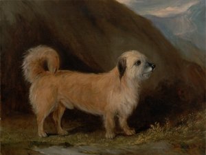 Ein Dandie Dinmont Terrier