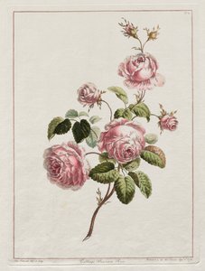 Eine Sammlung von Blumen nach der Natur gezeichnet - Kohlprovinzrose von John Edwards
