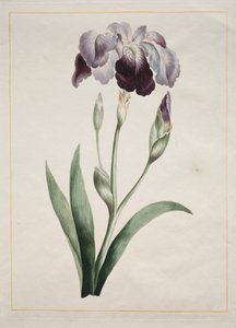 Japanische Iris (Große blaue Iris)