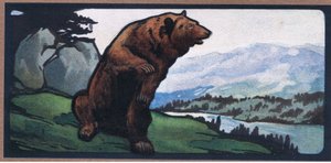 Braunbär